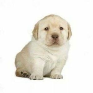 Meet your Posher, Maude